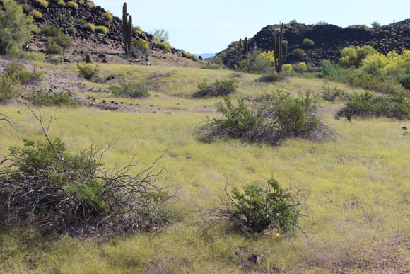  Eriogonum trichopes